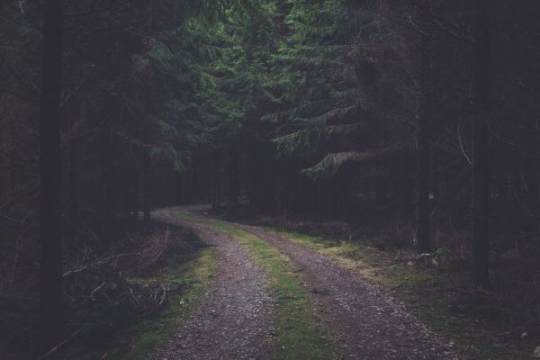 Desolate forest road Track Trail tree wood free photo CC0