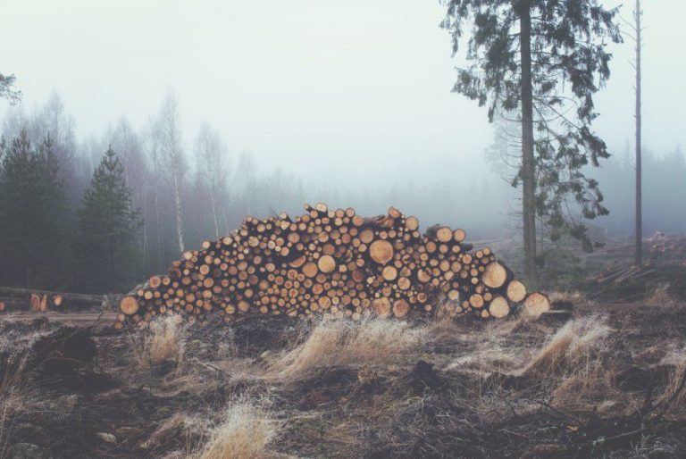 Cold Large Logs Stack tree Winter wood free photo CC0