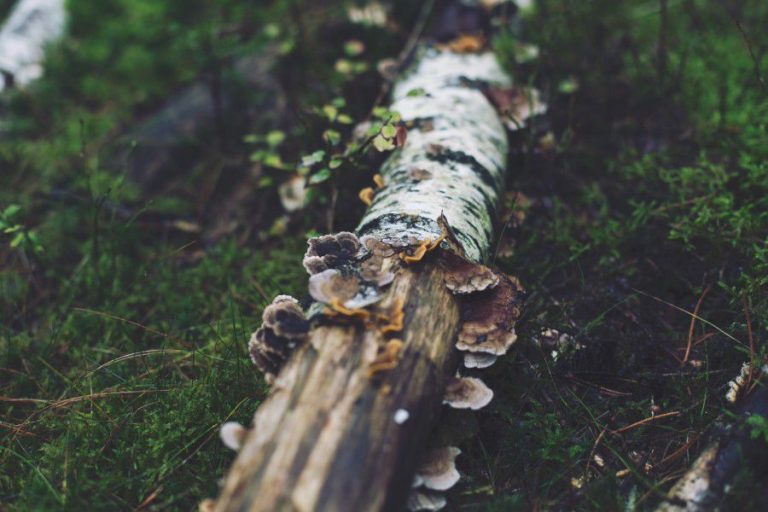 Bare bark Fungus Old Outside tree Trunk wood Worn free photo CC0