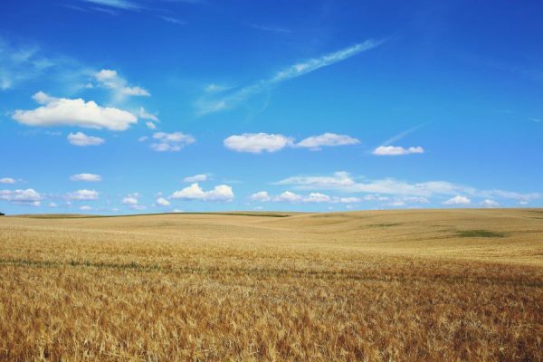 blue Corn Crops field sky summer Warm Wheat free photo CC0