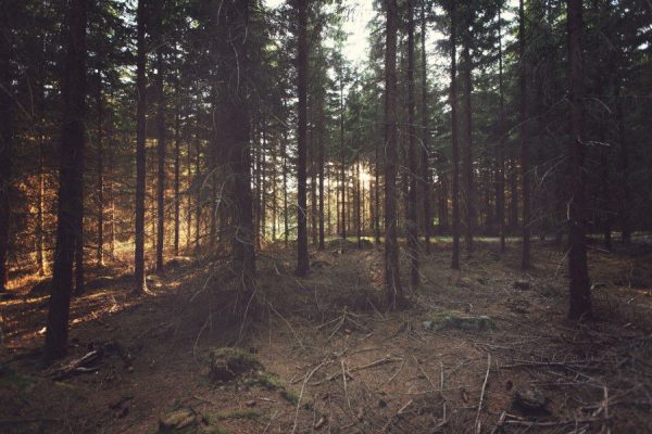 bright brown forest green light Sunlight Trail trees Trough wood free photo CC0