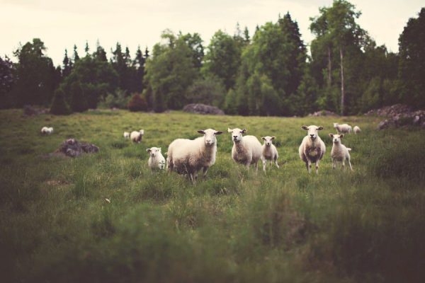Curious farm field Look Sheep white Wool free photo CC0