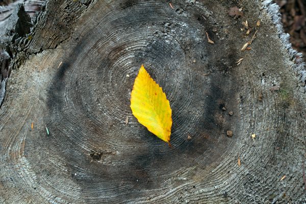 autumn Fall Foliage Grain Leaf Season texture trees wood yellow free photo CC0