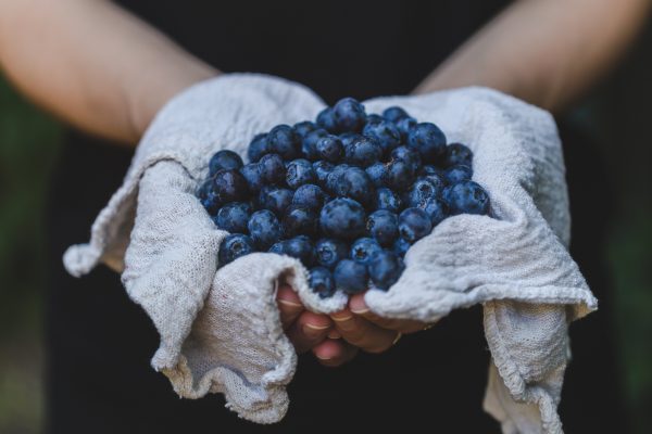 Blueberries farm Fresh Fruit Garden Healthy Holding Natural Organic Tasty free photo CC0