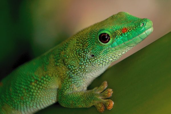 Close-Up gecko green Lizard macro Reptile free photo CC0