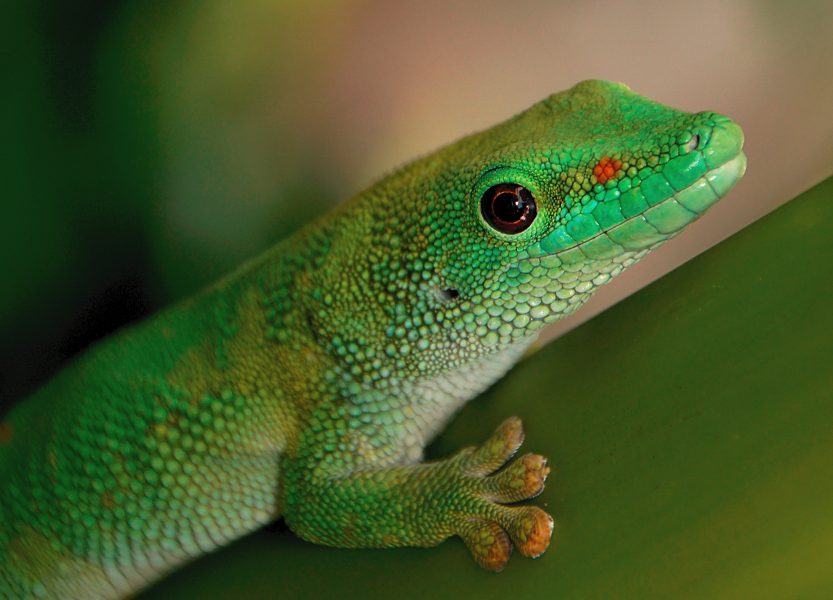 Download Gecko | Free Stock Photo and Image | Picography