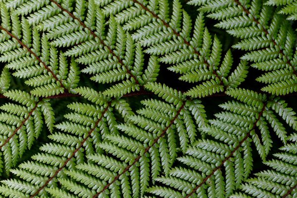 Background Close-Up Ferns green leaves Pattern Plants Vegetation Wallpaper free photo CC0