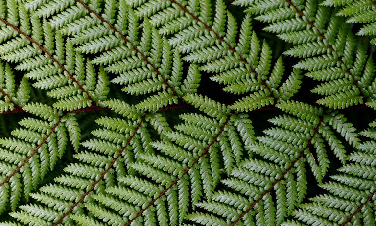 Background Close-Up Ferns green leaves Pattern Plants Vegetation Wallpaper free photo CC0