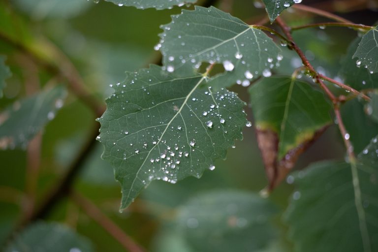 Climate Droplets Environment green leaves Plants Rain Vegetation weather Wet free photo CC0