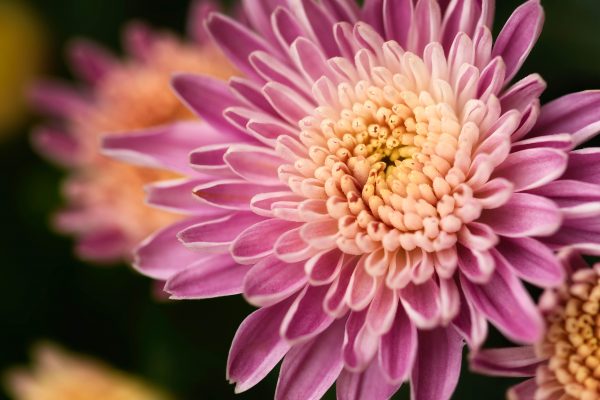 Beautiful Bloom Blossom botany Close-Up flower Fresh Garden macro Plants Pretty Spring Vegetation free photo CC0