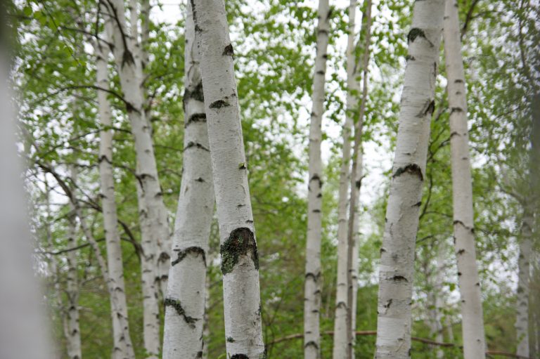 birch Foliage forest hiking leaves outdoors trees free photo CC0