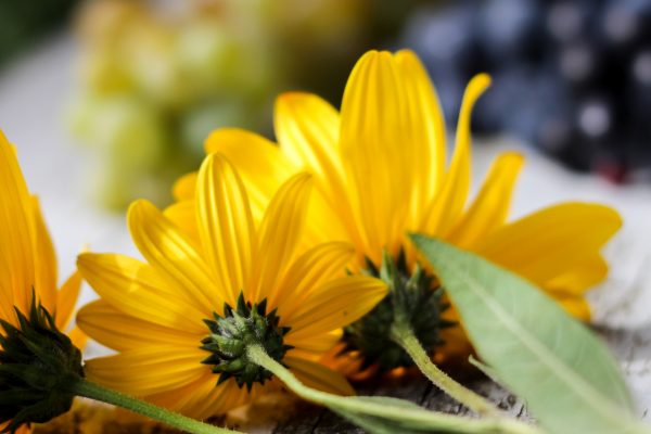 farm flowers Fresh Fruit Harvest Natural Organic Plants rustic Spring table yellow free photo CC0