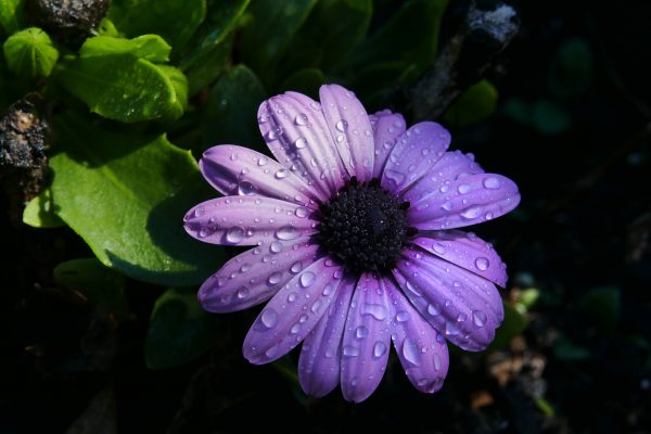 Bloom Blossom Climate Droplets Environment flora flower Fresh Garden petals Plants Rain weather free photo CC0