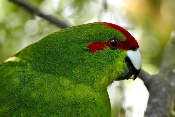 bird Close-Up feathers forest green jungle nature outdoors parrot trees Tropical wildlife free photo CC0