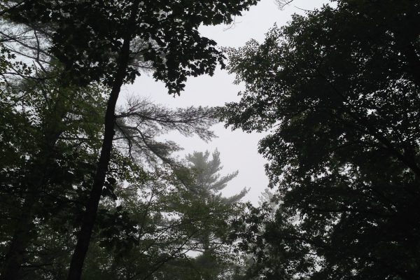 picography-moody-forest-silhouette-600x400.jpg