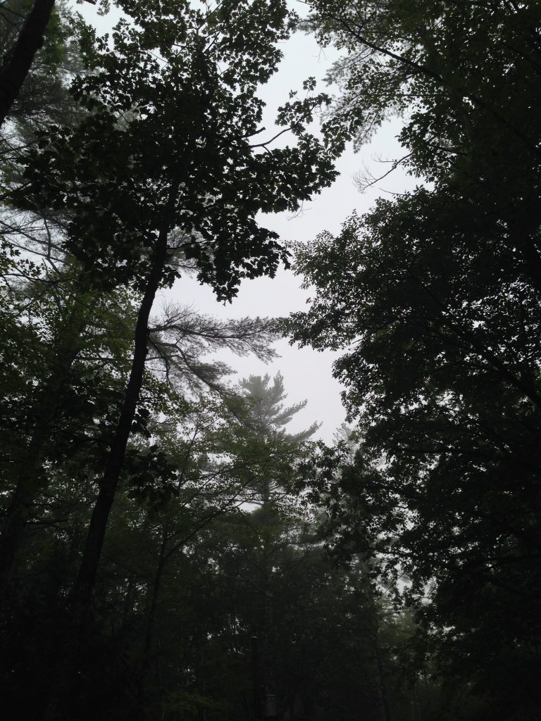 Environment forest gloomy hiking landscape misty nature outdoors Outside rural travel trees Woods free photo CC0