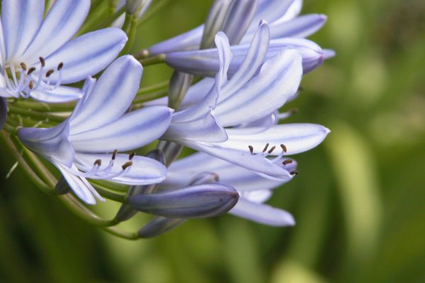 Bloom blur flower Garden nature petal Plant Purple free photo CC0