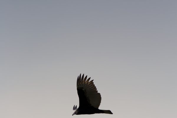 animal feathers flight Gradient minimal mobile wallpaper nature outdoors Simple sky soaring free photo CC0