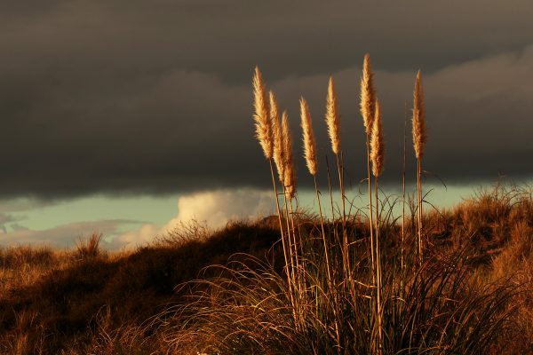 Climate clouds countryside Environment field gloomy landscape moody nature outdoors rural storm weather free photo CC0