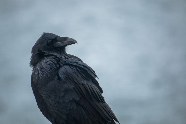 animal bird Close-Up dark feathers gloomy moody nature raven wildlife free photo CC0