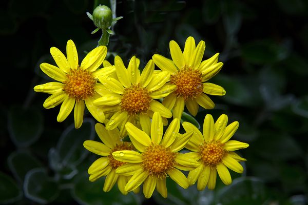 Bloom Droplets flowers Garden nature outdoors Plants Rain Spring summer water yellow free photo CC0