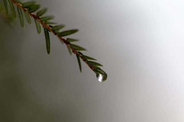 bokeh Branch Climate Close-Up droplet forest macro moody nature outdoors pine needles Rain Simple tree water weather Wet free photo CC0
