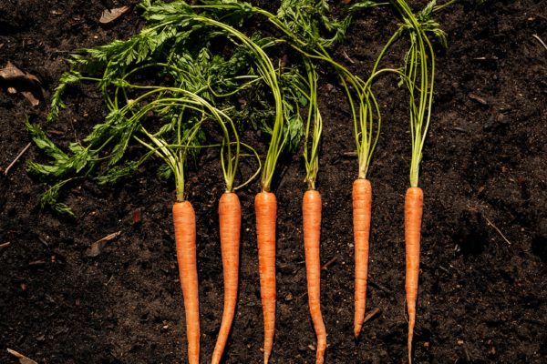 Background carrot carrots dirt earth Garden gardening growing humus orange Organic raw soil Top Vegetables View free photo CC0