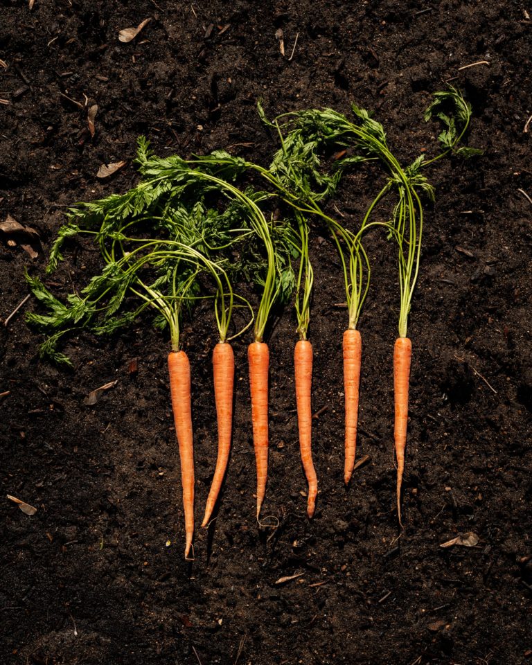 Background carrot carrots dirt earth Garden gardening growing humus orange Organic raw soil Top Vegetables View free photo CC0
