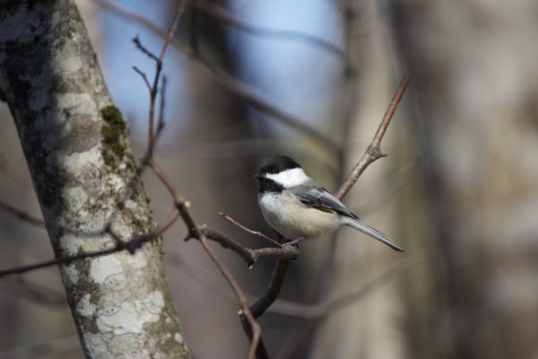 animal bird Branch feathers forest outdoors perch tiny trees wildlife wings free photo CC0