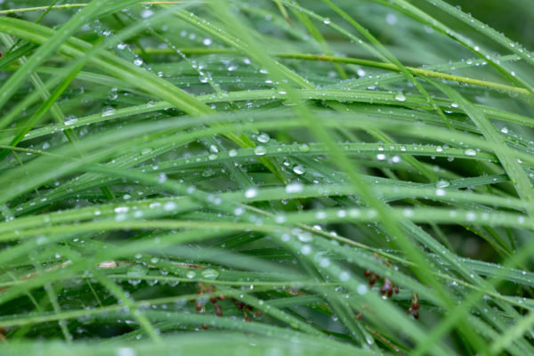 Background bokeh dew droplet Environment Fresh Garden grass grassy green Grow meadow nature outdoors Plant Rain Spring Wallpaper water Wet free photo CC0