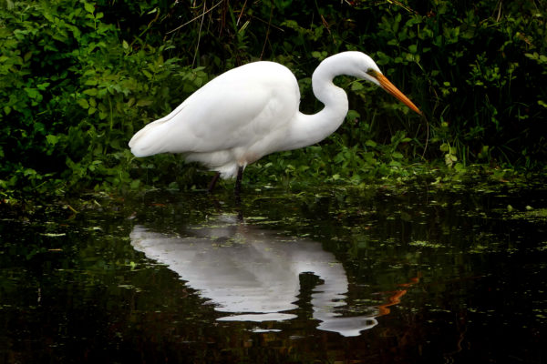 White Heron Water