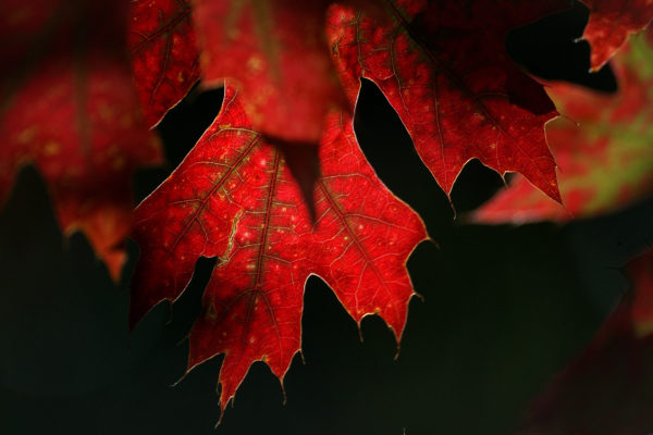 autumn Close-Up Fall Foliage leaves maple outdoors red Seasonal tree free photo CC0