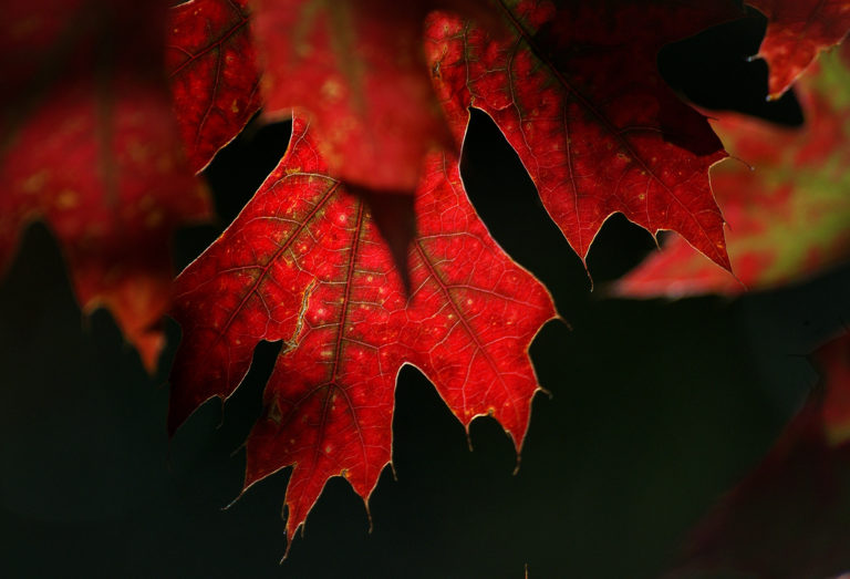 autumn Close-Up Fall Foliage leaves maple outdoors red Seasonal tree free photo CC0
