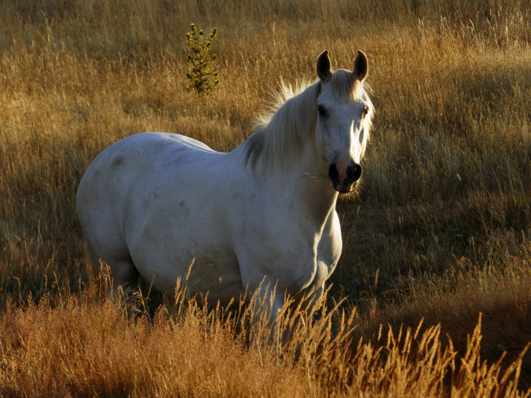 equestrian equine farm field grass Horse landscape mare nature Pasture Sunny sunset white Wild free photo CC0