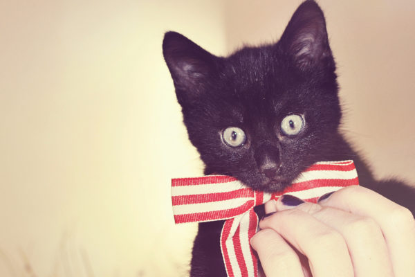 picography-cat-wearing-bow-600x400.jpg