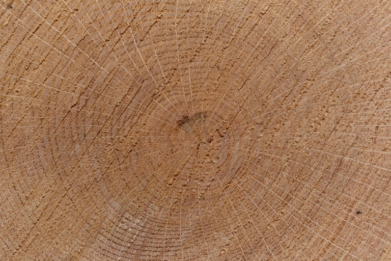 aged Background Closeup cracked Cut Log lumber Old Ring texture timber tree Wallpaper wood free photo CC0