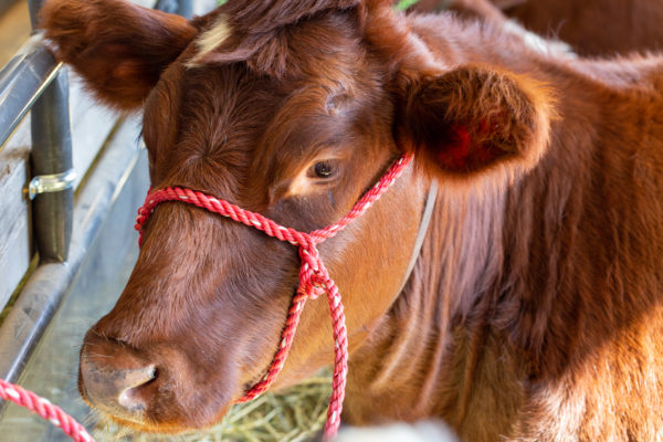 agriculture animal brown cattle Close-Up Cow domestic farm Head livestock Looking free photo CC0