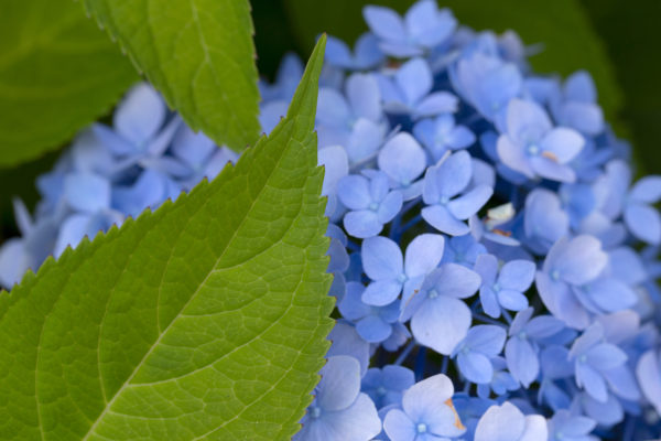 beauty Blooming blue Close-Up Color delicate floral flowers Fresh Leaf leaves outdoors petals Plant free photo CC0
