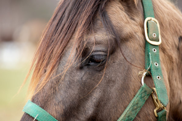 brown close Close-Up equestrian equine eye face farm friendly Head Horse horse head nature stallion free photo CC0