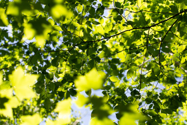 Background detail green growth hd wallpaper Leaf leaves light macro Natural nature Organic outdoors Pattern Plant plantlife sky texture Wallpaper free photo CC0