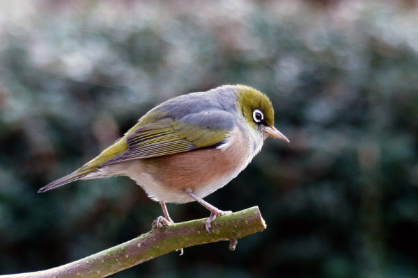 beak bird bokeh Branch Colorful eye feathers forest habitat Natural nature outdoors perch trees wildlife wings free photo CC0