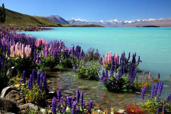 aqua Coast exotic flowers horizon Island mountains Ocean Plants sea sky Tropical water free photo CC0