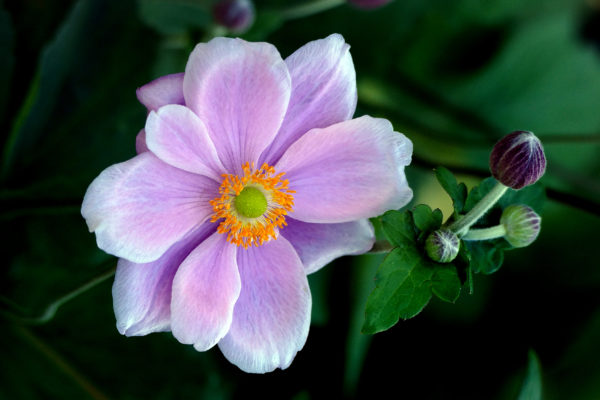 Bloom Blossom Close-Up flower Fresh Garden Natural Organic petals pink pollen Purple Spring summer free photo CC0