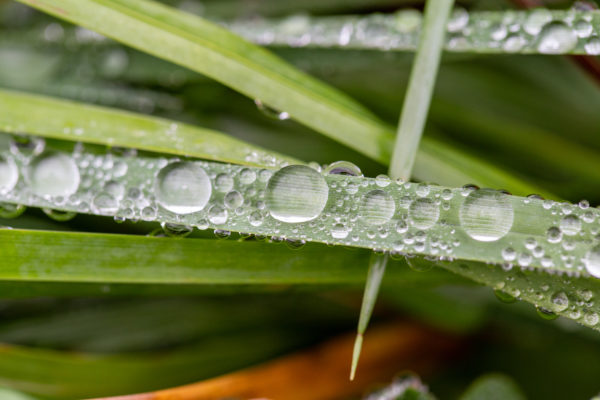 blade Close-Up dew droplet Environment grass green growth macro outdoors Plant Rain Wallpaper water Wet free photo CC0