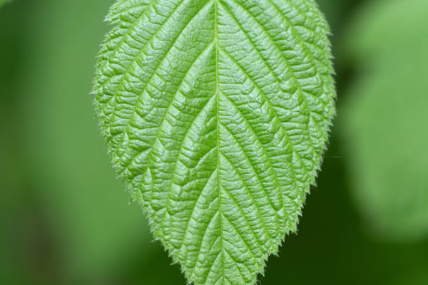 Background Close-Up forest green growth Leaf leaves macro mobile wallpaper Natural Pattern Plant texture trees free photo CC0