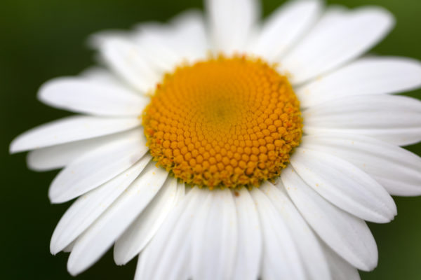 Bloom Blossom bokeh botanical Close-Up daisy flora flower growth macro Natural Organic petals Plant Spring white free photo CC0