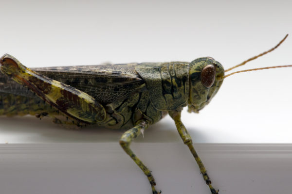 antenna bug Close-Up creature cricket eye grasshopper green insect leg macro nature wildlife free photo CC0