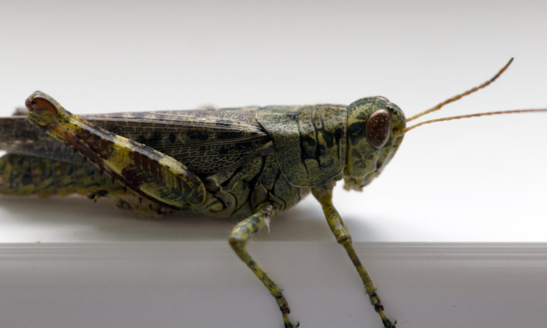 antenna bug Close-Up creature cricket eye grasshopper green insect leg macro nature wildlife free photo CC0