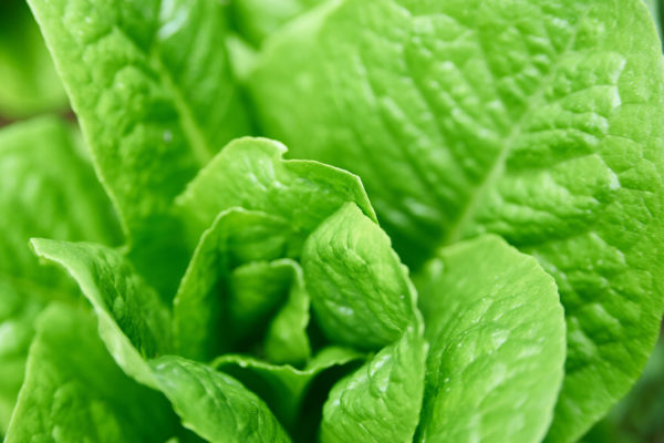 agriculture Background Close-Up farm Fresh Garden green Harvest Healthy Ingredients Leaf Lettuce Natural produce Salad texture Vegetable free photo CC0