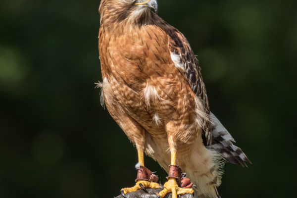 beak bird eye falcon feathers glove gloved Hand handler Hawk nature perching wildlife wings free photo CC0